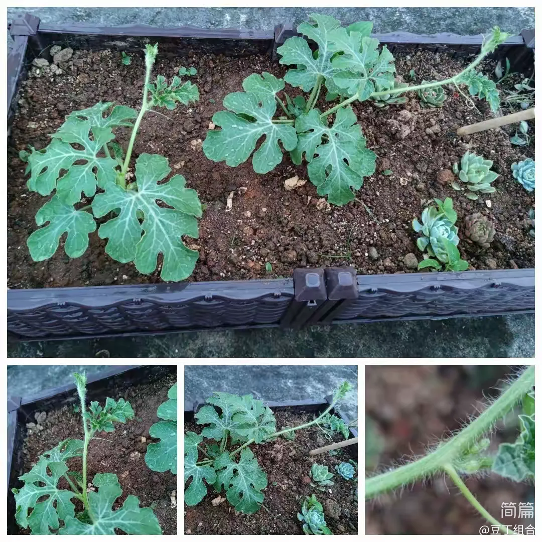 方形西瓜培育记